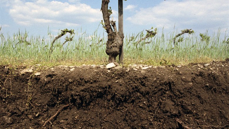 Bodenprofil Steinfeld, © Weingut Johann Gisperg