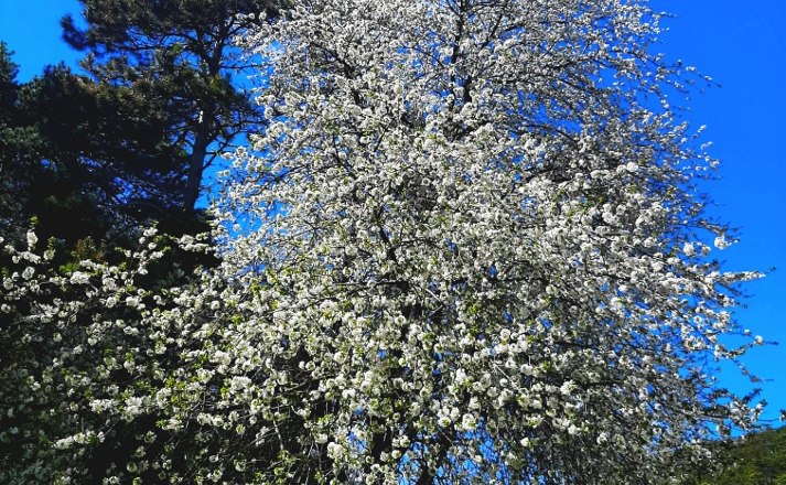 im Frühling, © Gottfried Steiner