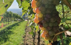 WeinWanderWeg Gumpoldskirchen, © Wienerwald Tourismus GmbH