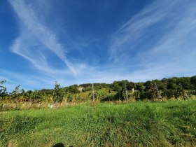 WeinWanderWeg Gumpoldskirchen, © Wienerwald Tourismus GmbH