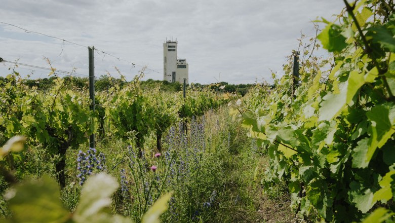 Der Weingarten, © Winzerhof Landauer-Gisperg