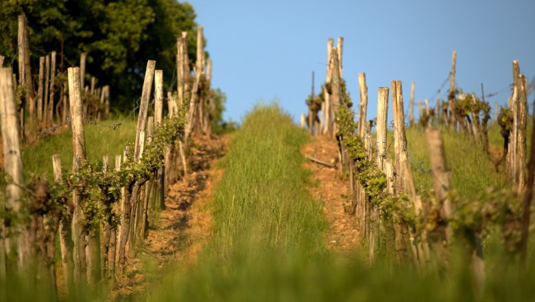 der Weingarten, © Stefan Österreicher