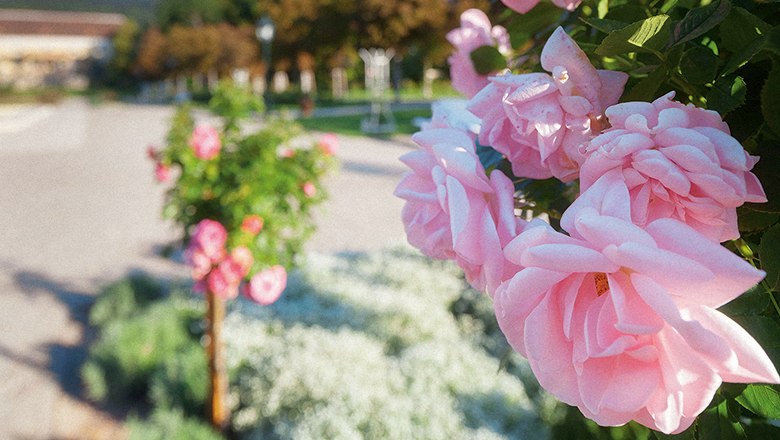 Rosarium Baden, © Rainer Mirau