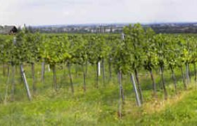 Panorama, © Weingut Grabner