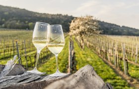 Weinfrühling , © Niederösterreich Werbung/Robert Herbst