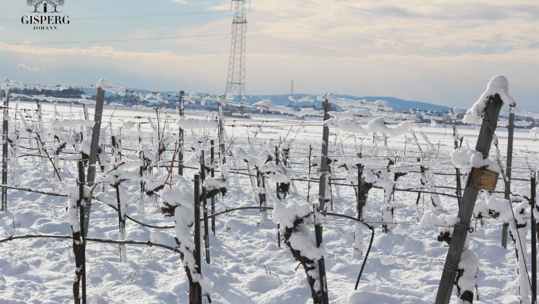 Rebschnitt - der Start ins neue Weinjahr, © Weingut Johann Gisperg