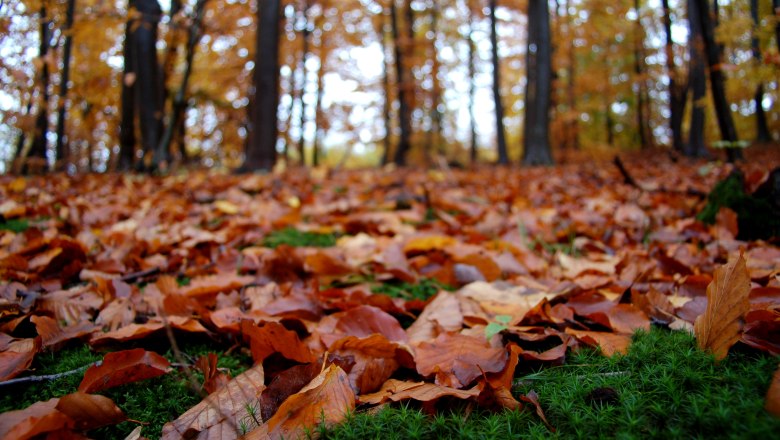 Wienerwald Experience, © herbstlaub_boden_cr_gernot-waiss