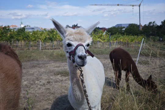 Alpakas und Lamas erfreuten die BesucherInnen, © Wienerwald Tourismus